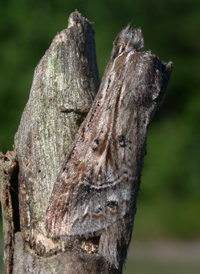 Black-spotted Prominent